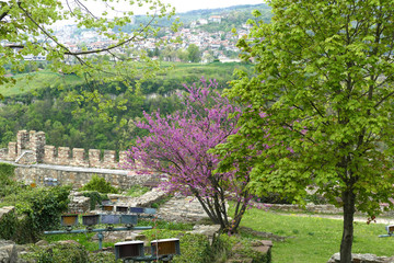 Wall Mural - Medieval walls and ruins of the Fortress Tsarevets