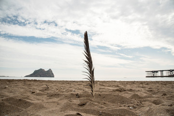 Seagull feather on the beach sand