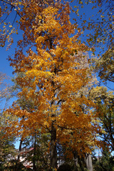 Wall Mural - Yellow trees fall in October