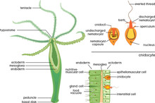 Structure Of Hydra. Cross-section Of Hydra Polyp. Educational Material For Lesson Of Zoology