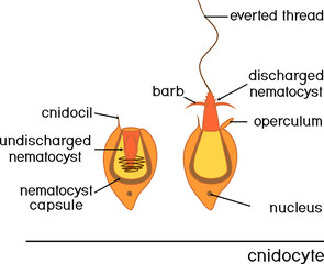 Wall Mural - Structure and action of cnidocyte. Educational material for lesson of zoology