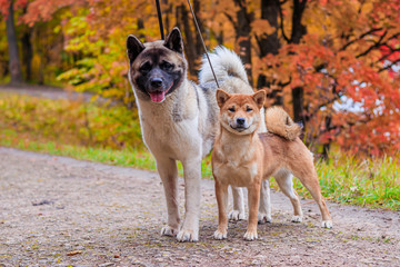 Wall Mural - Akita and Shiba for a walk in the park. Two dogs for a walk. Autumn