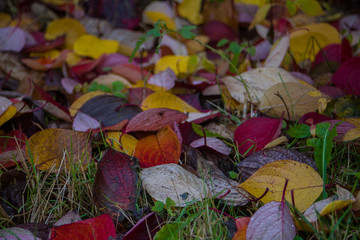 autumn leaves on the grass