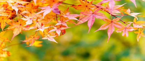 Wall Mural - red maple on sunlight coloerful bokeh background. autumn leaves on a background
