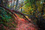 Fototapeta Na drzwi - Autumn forest scenery with beautiful colors. Forest footpath covered with fallen leaves.