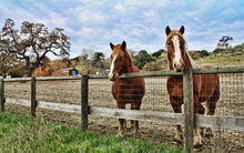 Two Brown Horses With White Stars, Look Over A Wooden, Farm Fence