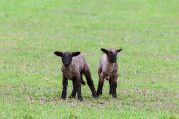 Two spring lambs in a green field