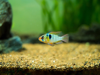 ram cichlid (Mikrogeophagus ramirezi) in a fish tank