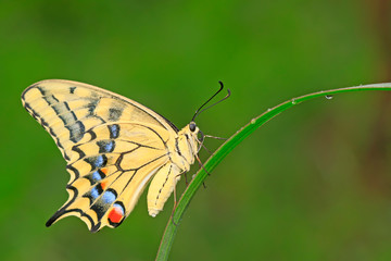 Sticker - Papilio machaon on green plant