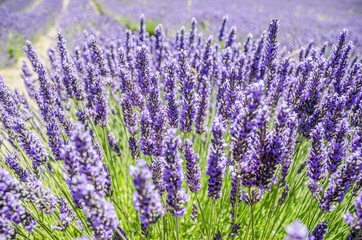 Wall Mural - closeup of purple lavender flowers