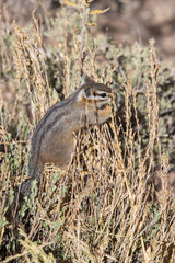 Sticker - chipmunk eating seeds