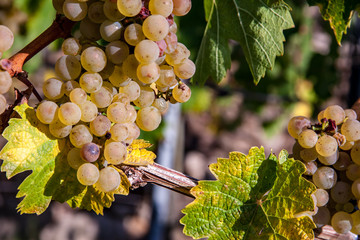 withe grapes on the vine