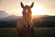 Pferd auf Wiese im Sonnenuntergang
