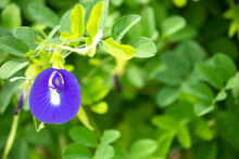 チョウマメ（蝶豆、Clitoria Ternatea、藍胡蝶）、バタフライピー、美容に良い青いお茶の原料