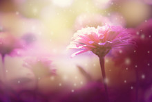 Fresh Pink Zinnia Flowers And Soft Blurred Beautiful Nature For Background. Selective Focus.