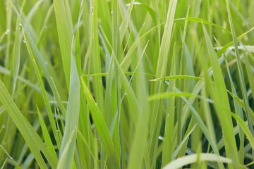 rice ready for harvest