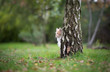 cream colored beige white maine coon cat hiding behind birch tree observing the garden outdoors in nature with autumn leaves on grass