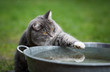 curious blue tabby maine coon cat playing with water in metal bowl outdoors on grass touching water with paw