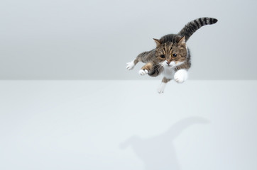 Wall Mural - tabby white british shorthair cat jumping flying in front of white background with copy space