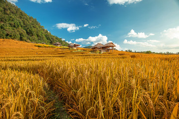 Ban Pa Pong Piang , beautiful rice terraces in Chiang Mai, Thailand