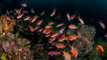 Wall Mural - A school of Cherry Anthias