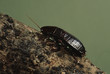 Oriental Cockroach (Blattidae)