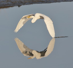 Great Egret flying