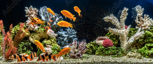 Plakaty akwarium  akwarium-slodkowodne-jako-pseudo-morze-aqua-scape-i-aqua-design