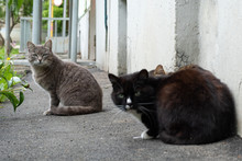 Cats Of Different Colors Are Sitting Against The Wall Of The Building Looking Anxiously Into The Frame
