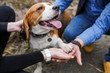© Nastya - Friendship between human and dog beagle - shaking hand and paw