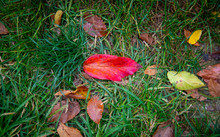 Red Leaf On Green Grass 