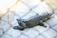 Crocodile Amphibian Without Tail Raised On The Farm