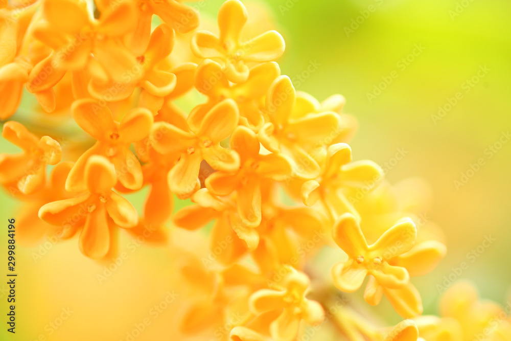 肉質画　【彼岸花】　金 都立小金井公園 on X: 