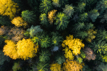 Wall Mural - Autumn forest aerial view. Colorful trees from above. Fall scene. Yellow tree in green pine forest. Vivid autumn landscape