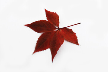 Red autumn leaves of wild grape close-up. Isolated over white background.