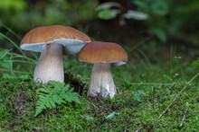 Two Edible Boletus Edulis Known As Penny Bun Mushroom In Forest