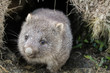 A common wombat (Vombatus ursinus) baby (joey) coming out of its burrow in the grassland - Cradle Mountain, Tasmania Australia
