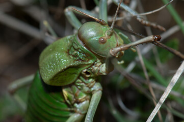 Grasshopper. Escuain Valley. Ordesa and Monte Perdido National Park. Pyrenees. Huesca. Aragon. Spain.