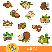 Colour Set Of Nuts, Collection Of Nature Items With Names In English. Cartoon Visual Dictionary For Children