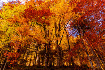 Wall Mural - multi colour trees in the autumn forest