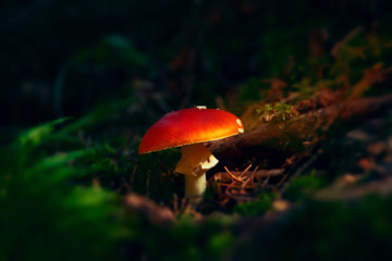 Wall Mural - Small forest mushrooms amanita with motley hats in their natural habitat