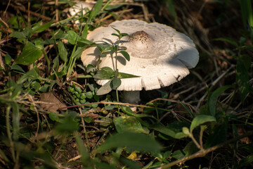 Forest mushrooms growing in green grass