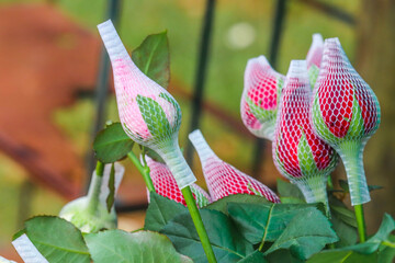 Pink Rose Buds covered with Net Caps