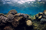 Fototapeta Do akwarium - Underwater scene with corals, fish, rocks and sun rays. Tropical sea
