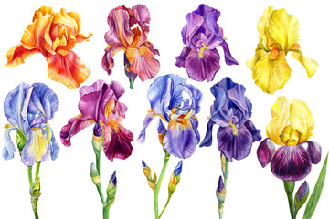 Wall Mural - set of flowers irises on an isolated white background, watercolor painting, botanical illustration, wedding summer plants