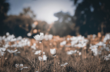 Field of cosmos flower