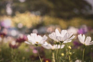 Wall Mural - Field of cosmos flower