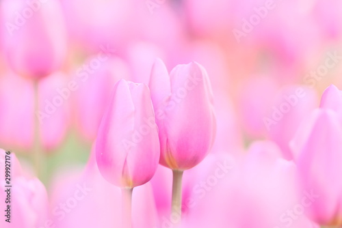 Naklejki tulipany   zblizenie-rozowego-tulipana