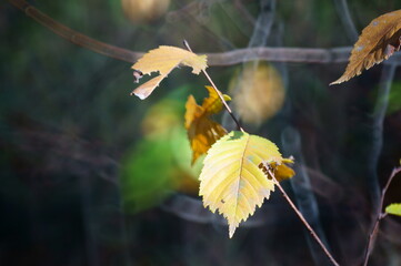 Canvas Print - yellow leaves in autumn