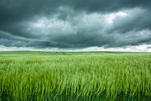 Dispersed Ears Of Green Barley, Horizon And Dark Clouds